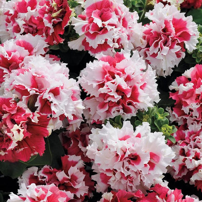 Cascade Petunia - Red Pirouette